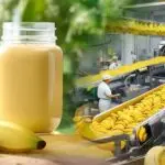 Banana Puree Concentrate